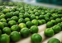 Limoneros en Michoacán van a paro por asesinato de empresario