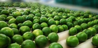 Limoneros en Michoacán van a paro por asesinato de empresario