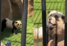 Zoológico en China hace pasar a perros por osos panda