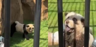 Zoológico en China hace pasar a perros por osos panda