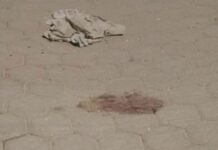Jauría de perros devora a bebé recién nacido en Atoyatempan