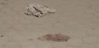 Jauría de perros devora a bebé recién nacido en Atoyatempan