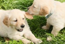 Refugio “Huellitas con Alma” realizará jornada de adopción de perritos