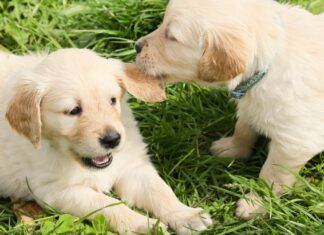 Refugio “Huellitas con Alma” realizará jornada de adopción de perritos