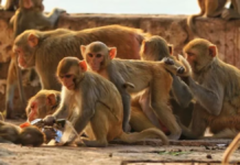 Manada de monos salvan a niña de ser agredida sexualmente en India