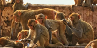 Manada de monos salvan a niña de ser agredida sexualmente en India