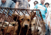 Corea del Sur dará dinero por cada perro que no sea sacrificado para consumo