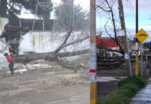 Árbol cae y daña barda de escuela en San Miguel Xonacatepec