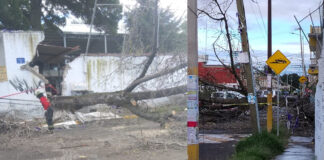Árbol cae y daña barda de escuela en San Miguel Xonacatepec