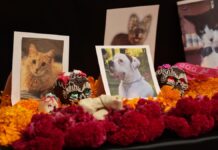 Armenta colocará ofrendas en la sede de la Casa de la Transición
