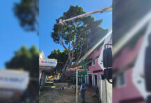 Trabajan en retiro de árbol caído en el Barrio del Artista