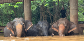 Más de 120 elefantes sufren afectaciones por inundaciones en Tailandia