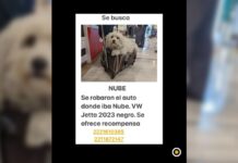 Roban automóvil con perrita; piden ayuda para encontrarla