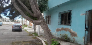 Reportan árbol a punto de caer en colonia Cristóbal Colón