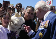 Alpaca estornuda al rey Carlos III en su visita a Australia