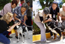 SMDIF de Puebla jubila a Laika y Klein, perritas de terapia