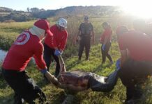 Hallan cadáver en descomposición en laguna de Valsequillo