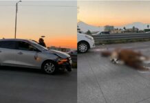 Muere caballo atropellado en Periférico Ecológico
