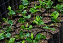 Puebla se alinea al Programa Nacional de Soberanía Alimentaria