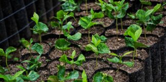 Puebla se alinea al Programa Nacional de Soberanía Alimentaria