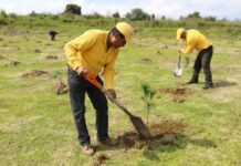 Gobierno estatal logra 9 millones de árboles sembrados