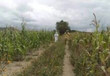 Ataque de abejas en Ciudad Serdán deja dos caballos muertos y dos heridos