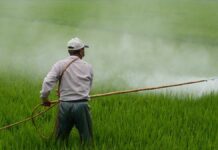 Gobierno de Puebla apoyará a floricultores afectados por lluvias