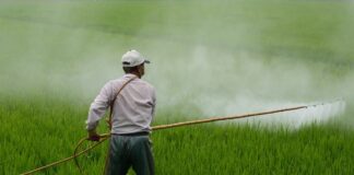 Gobierno de Puebla apoyará a floricultores afectados por lluvias