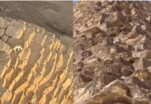 Captan a perrito en la cima de la Gran Pirámide de Guiza