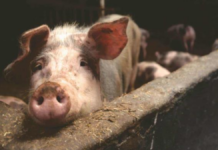 EU: Detectan primer caso de gripe aviar en cerdo