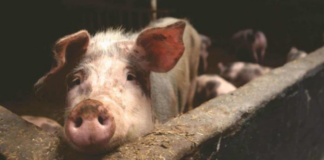 EU: Detectan primer caso de gripe aviar en cerdo