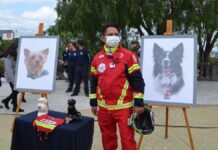 SCJN avala pena mayor a hombre que envenenó a perros rescatistas