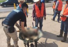 Presentan denuncia por perrito desollado en Ahuacatlán