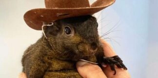 Da negativo a rabia ardilla viral Peanut tras ser sacrificada en NY