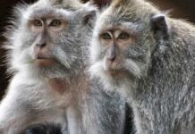 Escapan 43 monos de un laboratorio en Carolina del sur