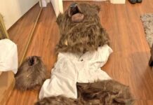 Intentan estafar a aseguradoras en EU con disfraz de oso