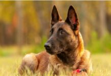 Pastor Belga Malinois, el perro más inteligente del mundo