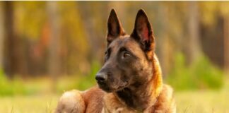 Pastor Belga Malinois, el perro más inteligente del mundo