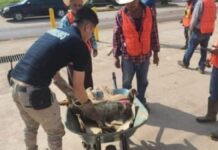 Bienestar Animal condena maltrato a perrito en Ahuacatlán