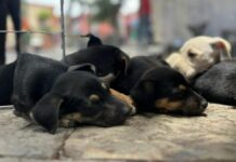 Atlixco te invita a su tercera Feria de Adopción