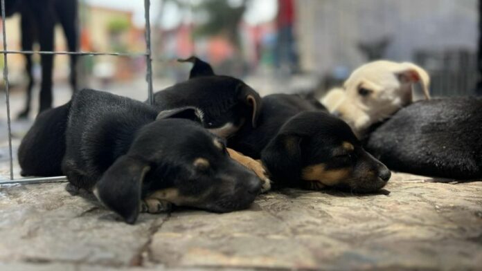 perritos