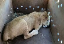 Rescatan cachorro de león africano abandonado en Sinaloa