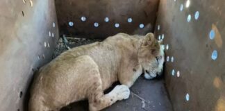 Rescatan cachorro de león africano abandonado en Sinaloa
