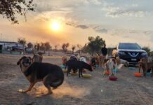 Urgen sensibilización por incremento de perros callejeros en Puebla