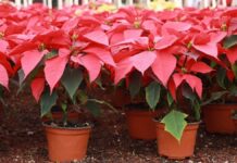 Atlixco invita a disfrutar al Festival de la Nochebuena