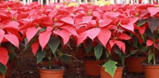 Atlixco invita a disfrutar al Festival de la Nochebuena