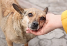 Diputados aprueban reforma para prohibir el maltrato animal