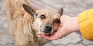 Diputados aprueban reforma para prohibir el maltrato animal