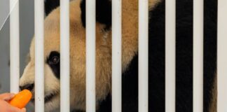 Australia recibe dos pandas gigantes de China