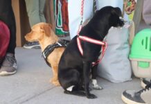 Realizan jornada de esterilización en Ampliación Guadalupe Hidalgo